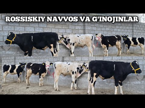 ☎️+998995546323 ROSSISKIY NAVVOSLAR VA GIBRID G'INOJIN SOTILADI 