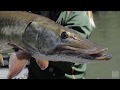 Musky Fishing Techniques and Tips