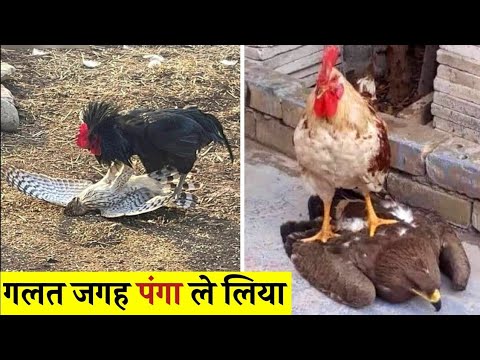 Murge ki ladai baj se | aseel murge ki ladai | informationfact