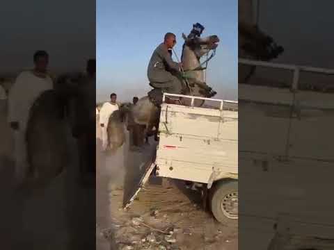 انقلاب خيل التهور شين العقل نعمه الحصان العربي