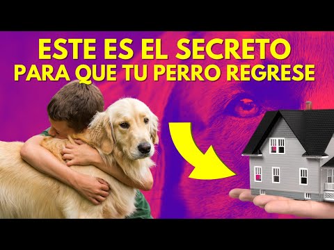 ESTE es el SECRETO para que tu PERRO VUELVA a CASA