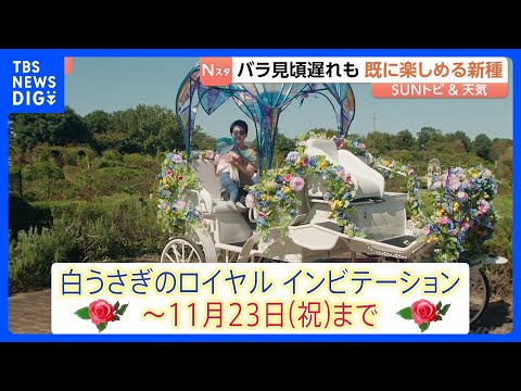 最高気温の積算「<strong>1000</strong>℃」で開花？秋のバラ見頃近づく　9月長雨で遅れも<strong>10</strong>月下旬に一面咲く見込み 「不思議の国のアリス」イベントも　京成バラ園　千葉【SUNトピ】｜TBS NEWS DIG