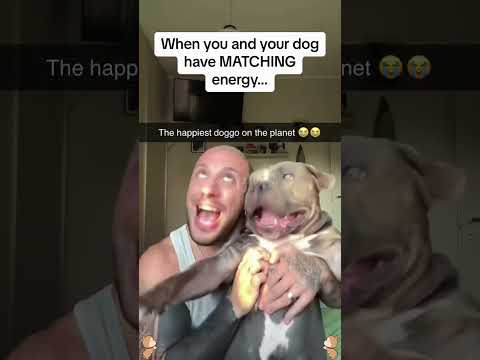 Dog being teased by his owner🤣🤣🤣🤣#dog #dogs #dogliver #fyp #funnyanimals #usa #foryou