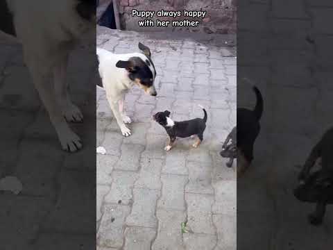 Puppy always happy || #puppy #dog #dogshorts #viral #youtubeshorts #shorts