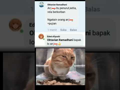 Lansung di kasih pujian Wak 😹#meme #memekucing #kucinglucu #catmeme #funnycat #kucing #shorts