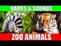 Identifying Animals by Characteristics