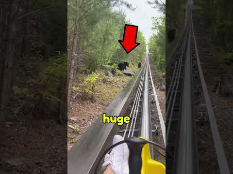 Bear Rollercoaster ๐ป๐ฑ