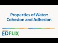 Exploring Cohesion and Adhesion in Water