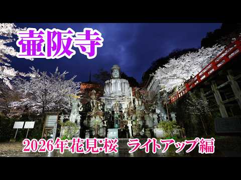 【2026年花見】ぶらり旅 第555回 「奈良県:壷阪寺(桜シーズン ライトアップ編)」-アクセス,駐車場,桜,関西-(2026.04)Tsubosaka Temple,cherry blossoms