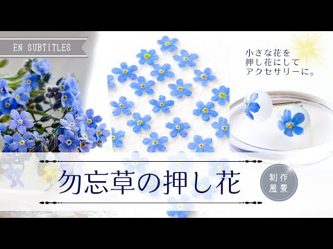 勿忘草の押し花の作り方|押し花を使ったレジンアクセサリー制作風景
