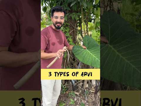 इतनी तरह की अरवी this root vegetable is amazing 3 types of arvi in our organic garden