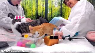 Edie's Snails' suitcases & adoptions! July 2025