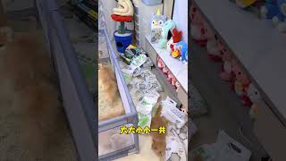 【獨生子的日常】当我用猫砂给猫咪做了一个人造砂滩 #小奶猫#铲屎官的乐趣#万物可爱计划