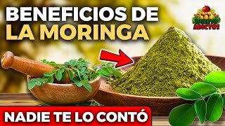 BENEFICIOS de la MORINGA 🌿 PARA QUÉ SIRVE la MORINGA y Cómo CONSUMIRLA
