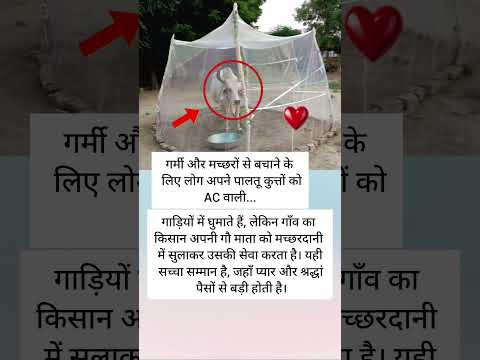 "AC नहीं मच्छरदानी में गौ सेवा का अनमोल सम्मान"❤️