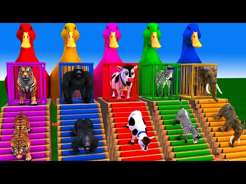Long Slide Game With Cow Elephant Gorilla Hippopotamus Tiger - 3d Animal Game - Funny 3d Animals