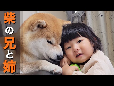 赤ちゃんの時から見守ってきた柴犬、子供の世界ではきっと兄と姉