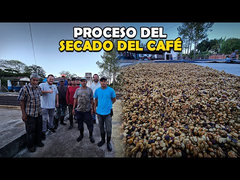 Proceso de secado del café en El Salvador “Finca el porvenir”