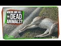 Understanding Wildlife and Mass Die-Offs