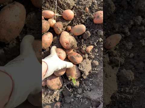Картопляний сезон 🥔 #урожай #картопля