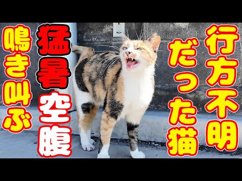 数か月 行方不明だった猫 突如出現 猛暑と空腹で鳴き叫ぶ猫にご飯をあげると・・・ さくらねこへの エサやり