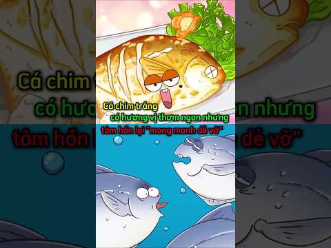 Cá chim trắng có hương vị rất ngon nhưng tâm hồn lại "mong manh dễ vỡ"