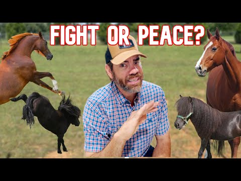 Is This A HUGE Mistake-Putting All the Horses Together?