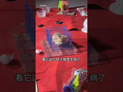 She is going to give a new life to a cat today...