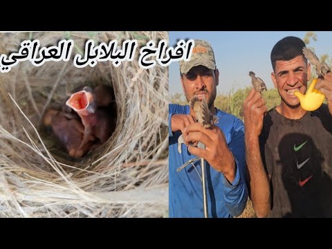 مغامره البحث عن عشاش البلابل العراقي 😍