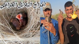 مغامره البحث عن عشاش البلابل العراقي 😍