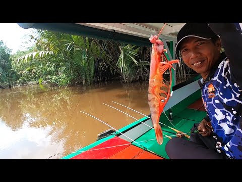 Baru kali ini dapat udang merah aneh, langsung masak sambal balado