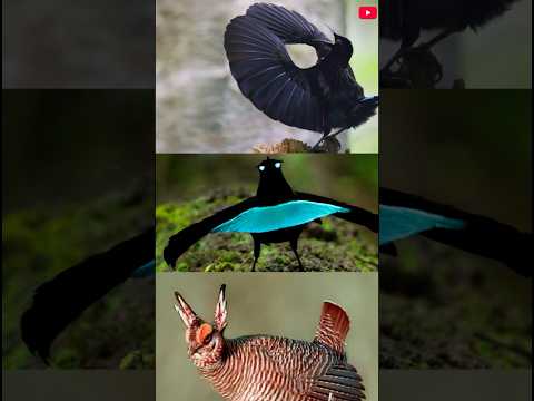 3 Super Beautiful Birds You Have Never Seen Before - Part 1 👀