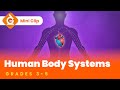 Exploring Human Body Systems for Kids