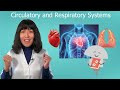 Exploring the Circulatory and Respiratory Systems