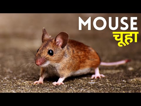 चूहे पकड़ने का तरीका 🔥 | mouse hunting | About Mouse | How to control mouse | Pest control | #Rat