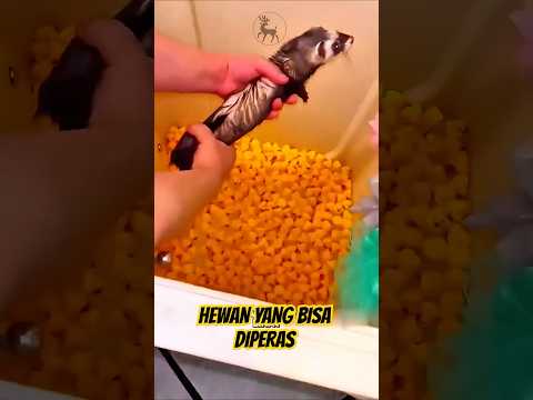 Hewan Ini Bisa Diperas Setelah Mandi?! 🤯 #Shorts