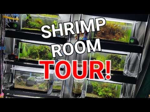 Hundreds Of Shrimp, Tens Of Tanks And One Shrimp B #shrimp #aquarium #fish 

I've been on a little hiatus. Let me update you on what I've been doing be