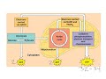 Cellular Respiration Explained