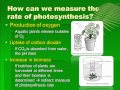 Photosynthesis Factors and Measurements
