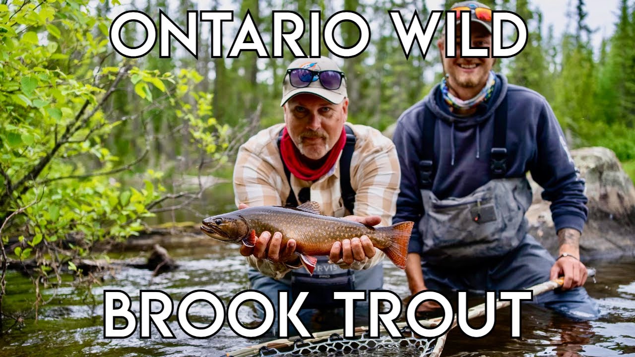Small River Brook Trout - Northern Ontario - The New Fly Fisher