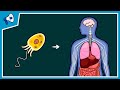 Exploring Major Evolutionary Transitions