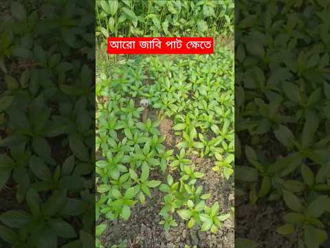 তরে আমি পাট খেতে লয়া জামু😁 #snake #nature #rattlesnake