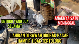 Menolong Kucing Lahiran Darurat Di Bawah Gerobak Di Pasar ‼️