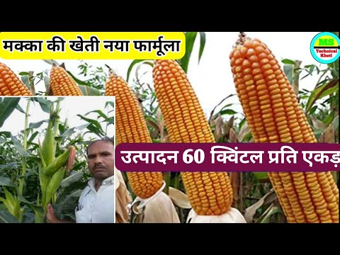 1 एकड़ जमीन से 60 कुंतल पैदावार लेने के लिए मक्का की खेती कब और कैसे करें | Makka ki kheti