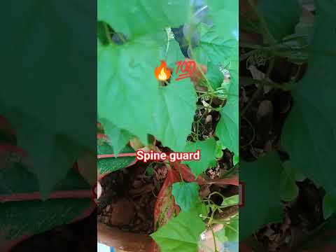 🙏🕉️ Today's video on kontola with rich minerals #proteins#(desi kankada)like share subscribe 💯📈