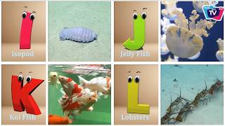 Sea Animals & Birds ABC Songs for Kids - Nursery Rhymes for Kids - Phonics Song for Kids