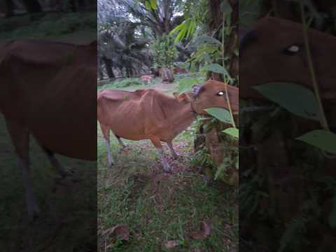 penyuntikan vitamin pada sapi kupang gagal kurban #cow #animals #short
