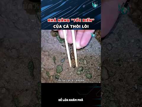 Khả năng tốc biến của cá thòi lòi #shorts #shorts