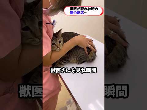注射が怖すぎるネコちゃん #猫
