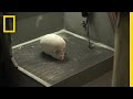 3D Printing of a Canaanite Skull